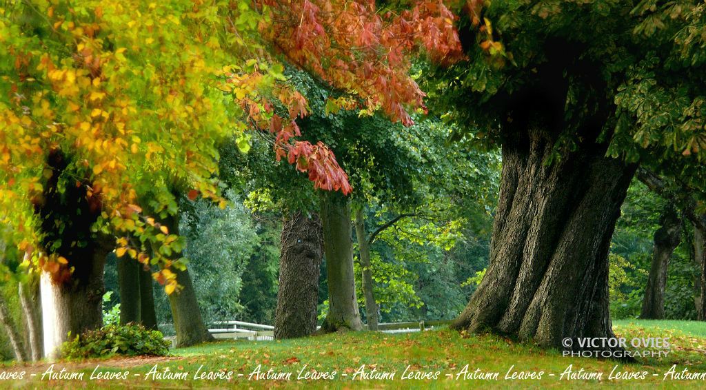 Oxford - Autumn Leaves